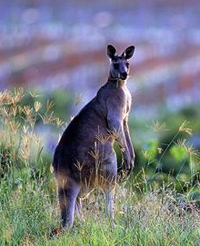 kangaroo_vines