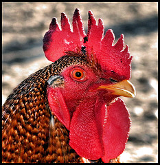 rooster_gallo