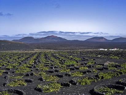 lanzarote_vineyard