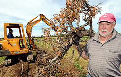 uprooted_vineyard