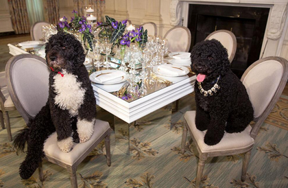 white_house_dogs