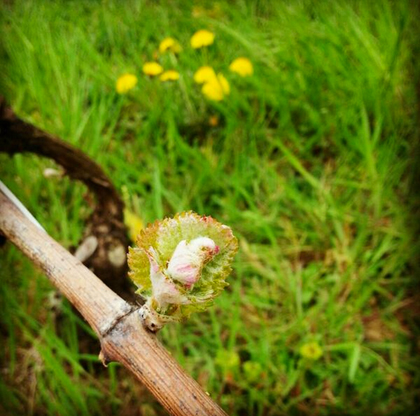 burgundy_vineyard_budbreak