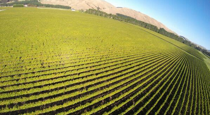 craggy_range_vineyard_drone