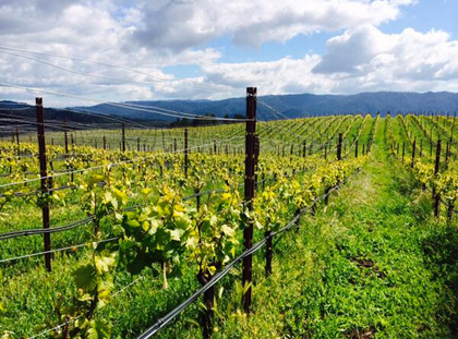 rhys_vineyard_horseshoe