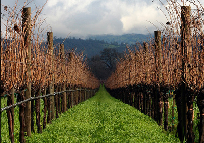 vineyard_cali