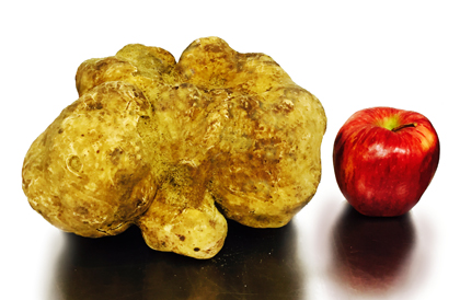 Sabatino_Largest-White-Truffle2